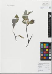 Foto von Salix glabra Scop.